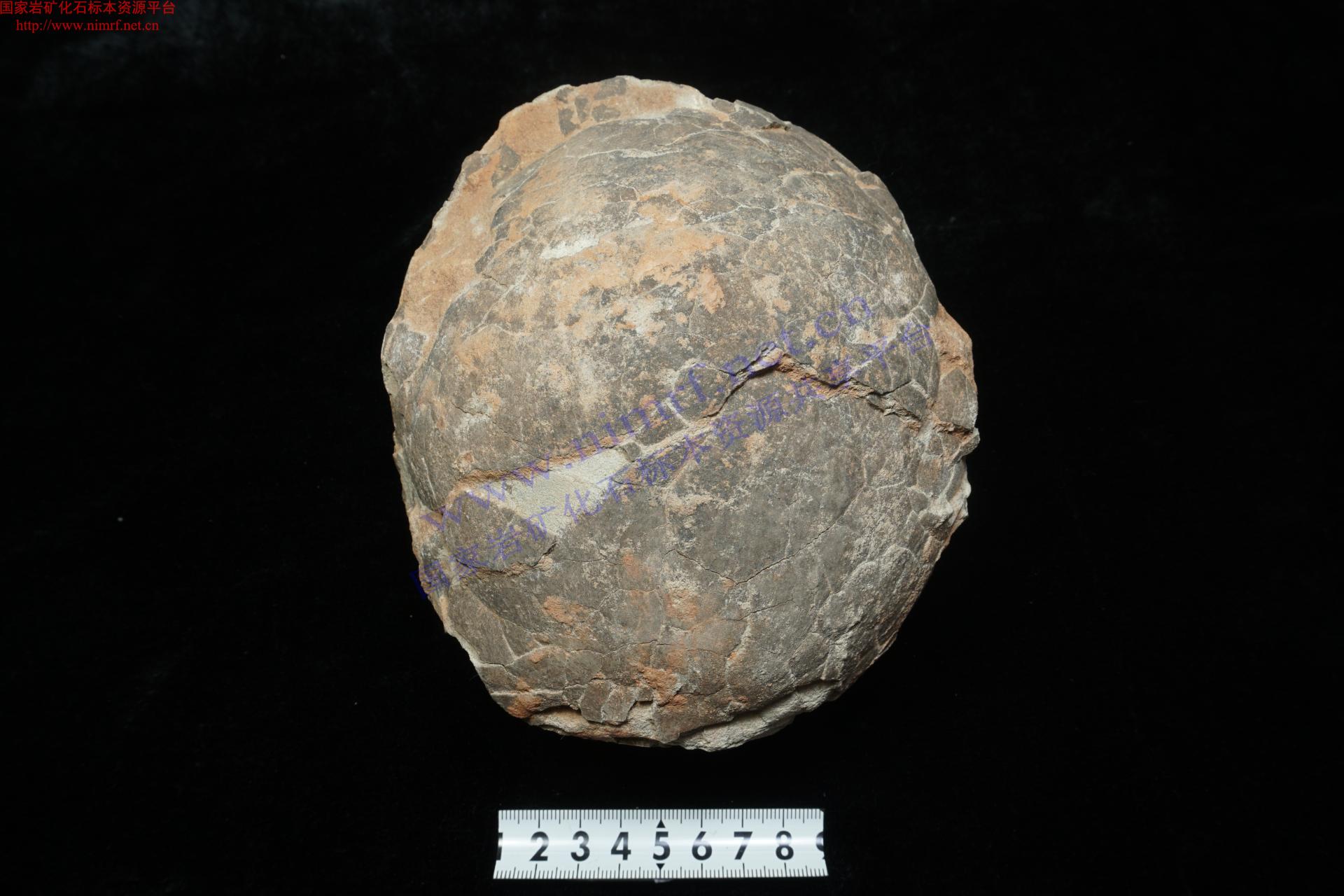 恐龙蛋化石-价格:1890元-au33249122-其他奇石/岩石 -加价-7788收藏__收藏热线