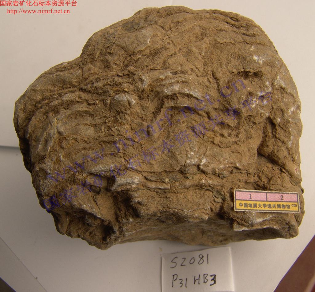 迭层石_Stromatolite_国家岩矿化石标本资源共享平台