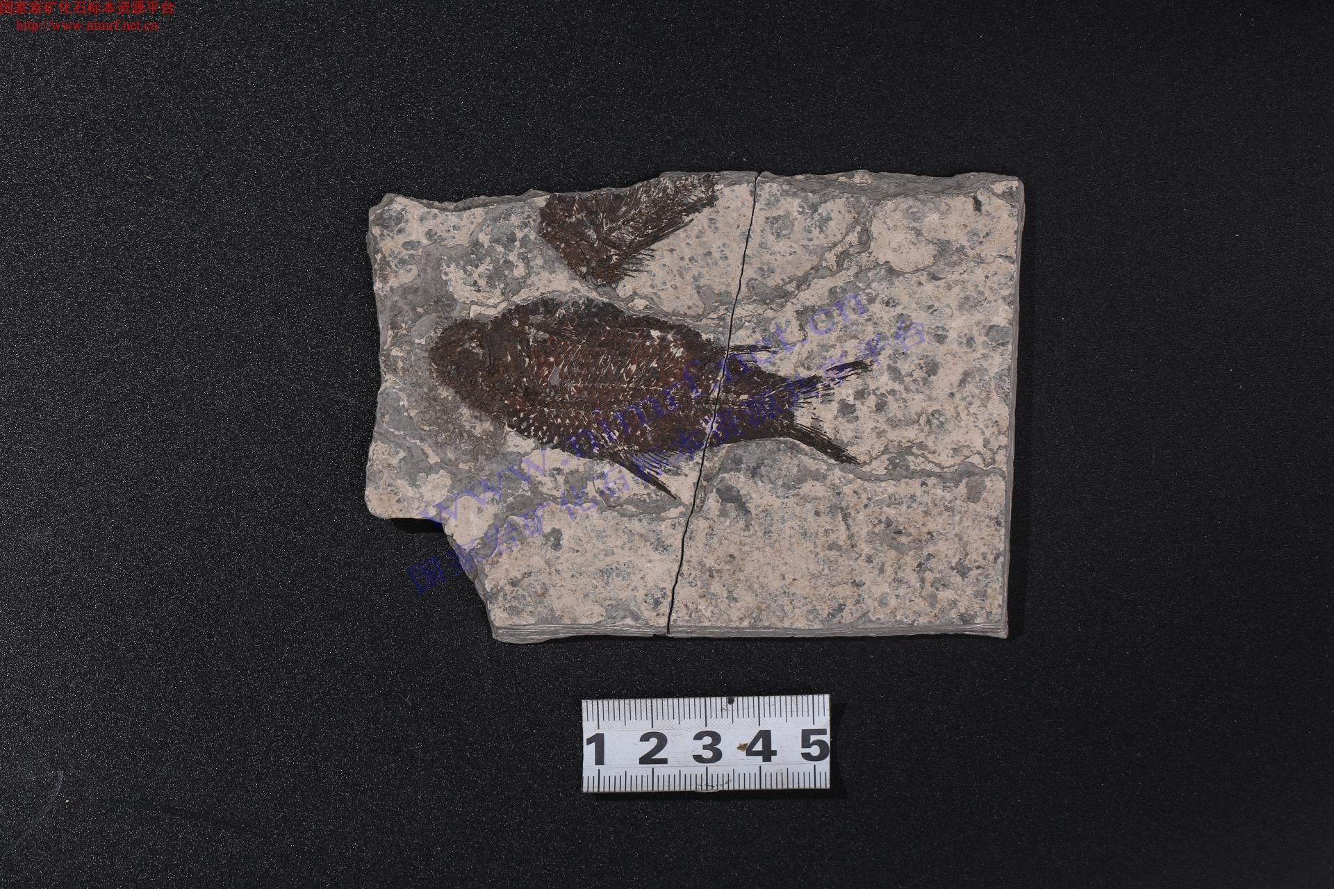 鱼化石图片素材-编号10011120-图行天下